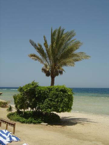 Palme am Strand