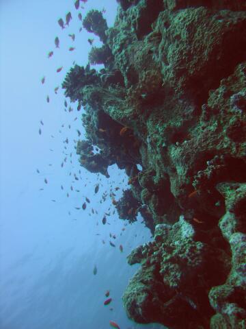 corals with small fish
