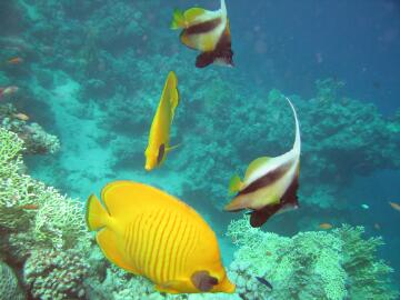 submerged_30.jpg, 18 KB