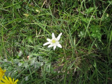 Edelweiss