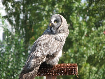 Eine andere Eule... die wollte wohl ned auf die Hand