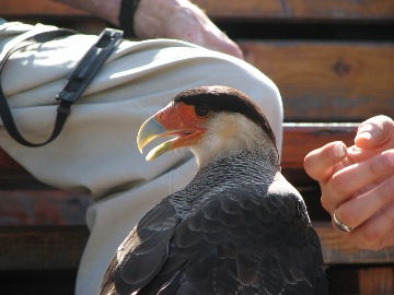 Kara l&auml;sst sich streicheln!
