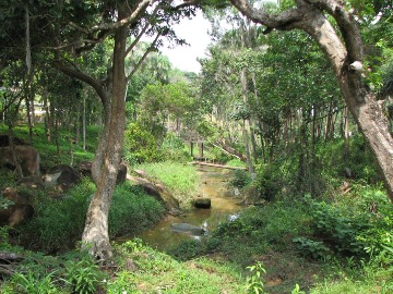 Urwald gleich neben dem Pool und dem Golf-Course