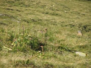 Wer sieht das Murmeltier?
